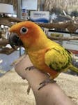 Parrot for sale in dubai image