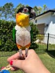 Parrot for sale in dubai image