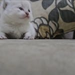 Purebred British Shorthair Kitten (NY25 Golden) – Available Now image