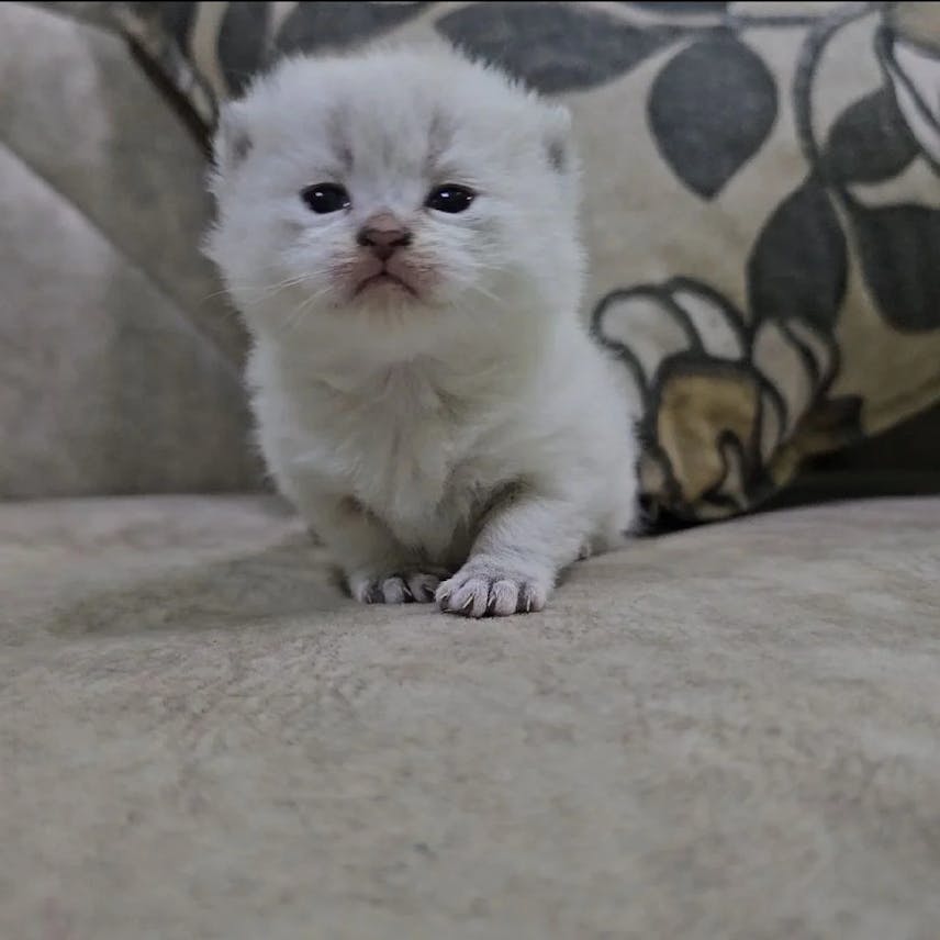 Purebred British Shorthair Kitten (NY25 Golden) – Available Now