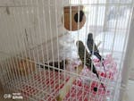 Pair of Lovebirds with Baby & Cage image