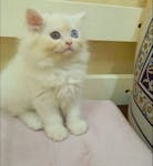Persian & Scottish Kittens for Sale image