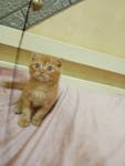 Persian & Scottish Kittens for Sale image