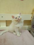 Persian & Scottish Kittens for Sale image