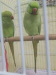 زوج ببغاوات للبيع – (مع القفص) image