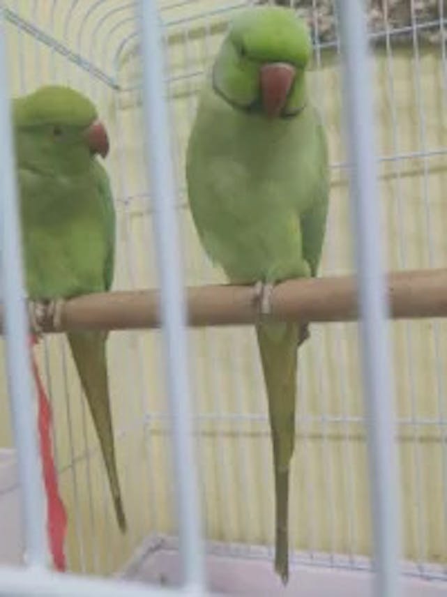 زوج ببغاوات للبيع – (مع القفص)