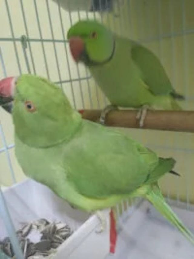 زوج ببغاوات للبيع – (مع القفص)