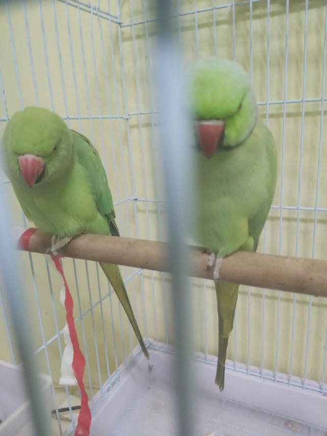 زوج ببغاوات للبيع – (مع القفص)