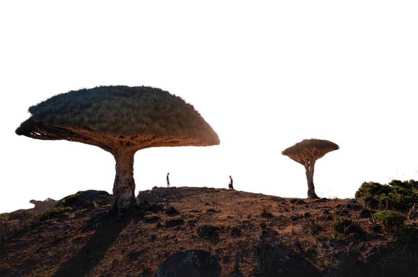 Solo Travel To Socotra Island