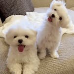 Adorable Maltese Puppies Available – Loving & Hypoallergenic! image