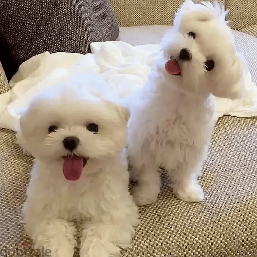 Adorable Maltese Puppies Available – Loving & Hypoallergenic!