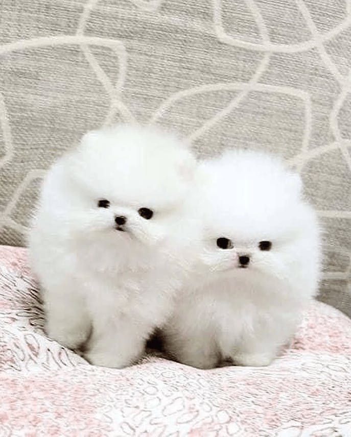 Lovely Pomeranian Puppies for Adoption!