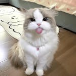 Beautiful Ragdoll Kitten Looking for a Forever Home! image