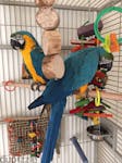 Pair of Blue & Gold Macaw Parrots for Adoption image