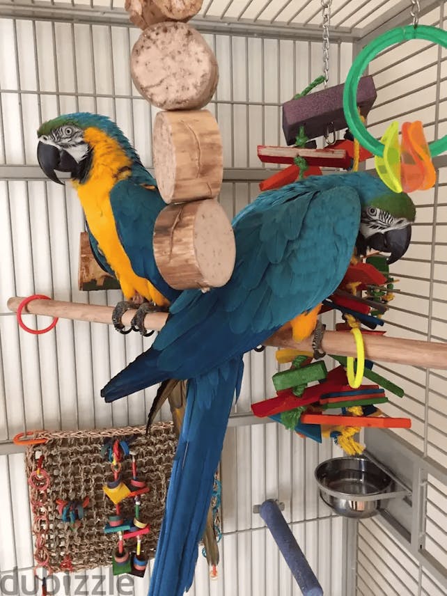 Pair of Blue & Gold Macaw Parrots for Adoption