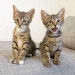 Rosetted Bengal Kittens Available – 12 Weeks Old image