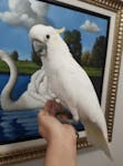Cockatoo Parrots Available for Adoption image