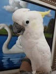 Cockatoo Parrots Available for Adoption image