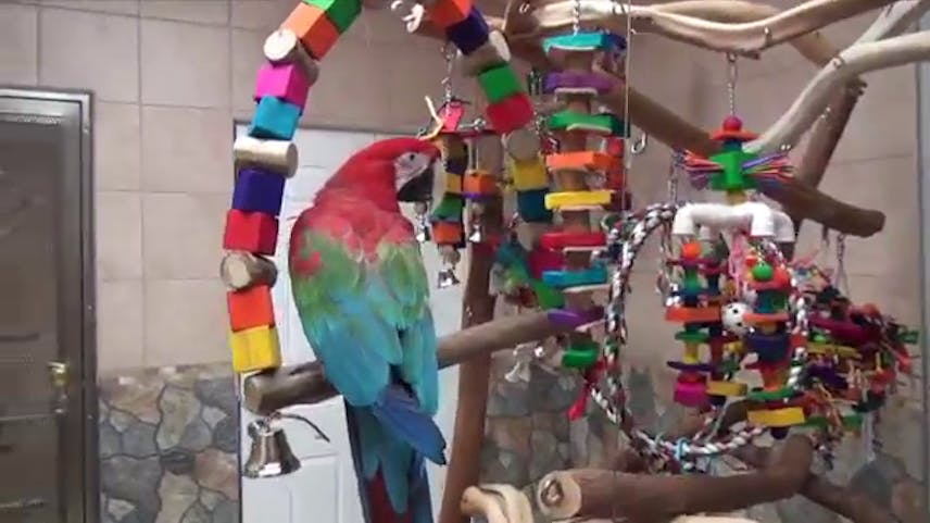 Adorable Male & Female Scarlet Macaw Parrots for Adoption