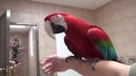 Adorable Male & Female Scarlet Macaw Parrots for Adoption image