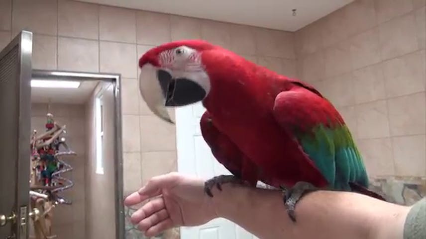 Adorable Male & Female Scarlet Macaw Parrots for Adoption