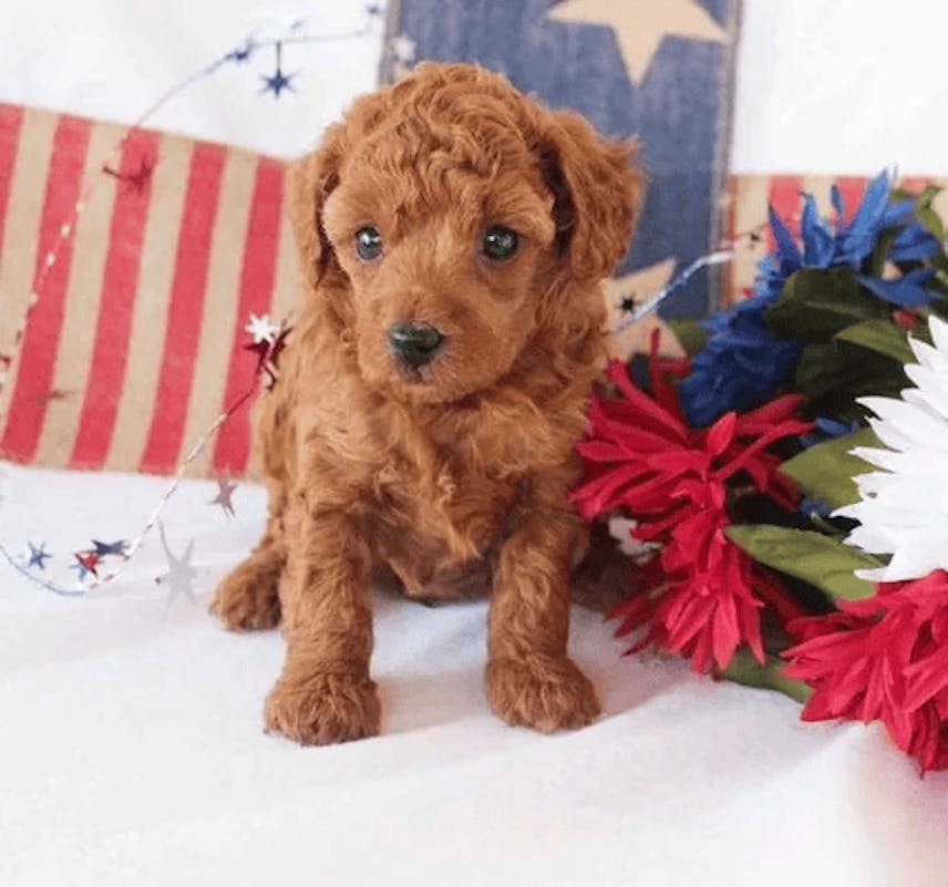 Mini Poodle Puppies Ready for Adoption