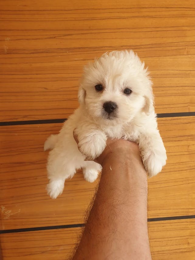 Maltese Puppy for Sale | 2 Months Old
