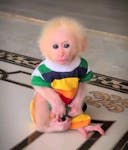 Top quality baby capuchin monkeys image
