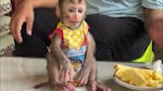 Two Well Trained Capuchin Monkeys image