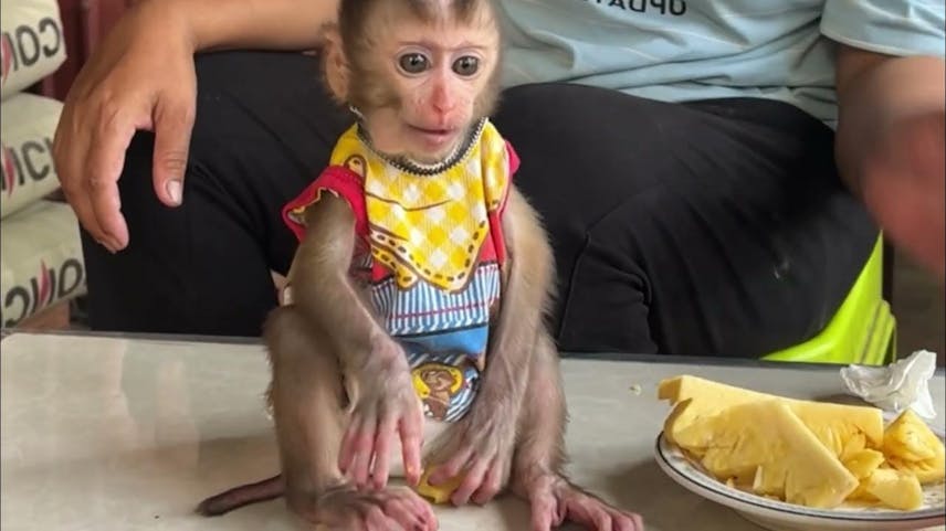 Two Well Trained Capuchin Monkeys