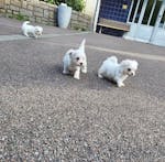 Healthy Males and Females Maltese puppies. image