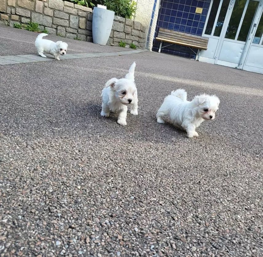 Healthy Males and Females Maltese puppies.