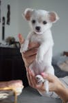 Gorgeous Teacup Chihuahua puppies image