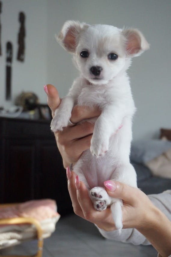 Gorgeous Teacup Chihuahua puppies
