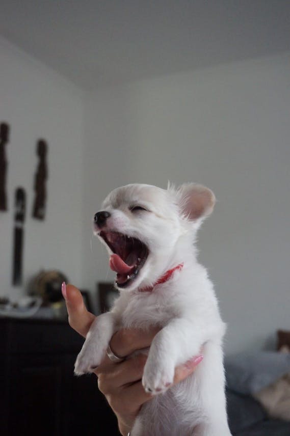 Gorgeous Teacup Chihuahua puppies