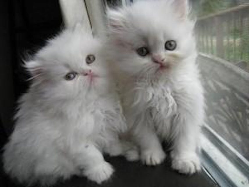 Adorable Persian Kittens available
