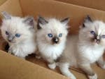 We have been raising Ragdoll kittens image