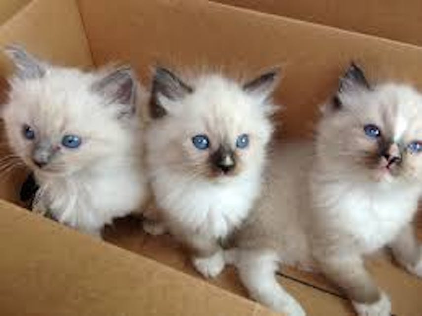 We have been raising Ragdoll kittens