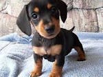 Doberman Pinscher Puppies Available image