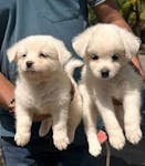 Teacup pomeranian puppies for sale! image
