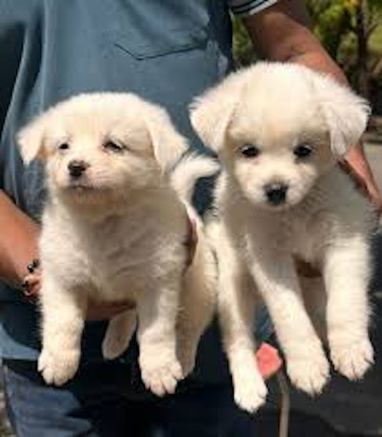 Teacup pomeranian puppies for sale!