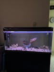Fish Tank Aquarium for Sale image