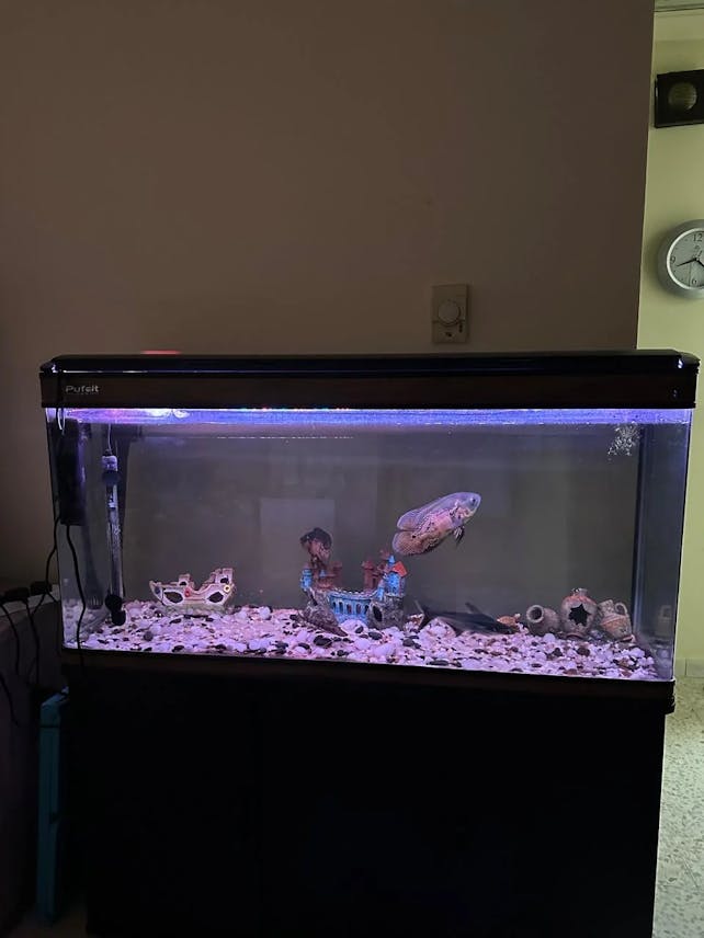 Fish Tank Aquarium for Sale