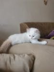 Persian Cat for Adoption image