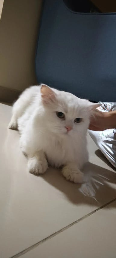 Free Cat for Adoption – Calm & Toilet Trained