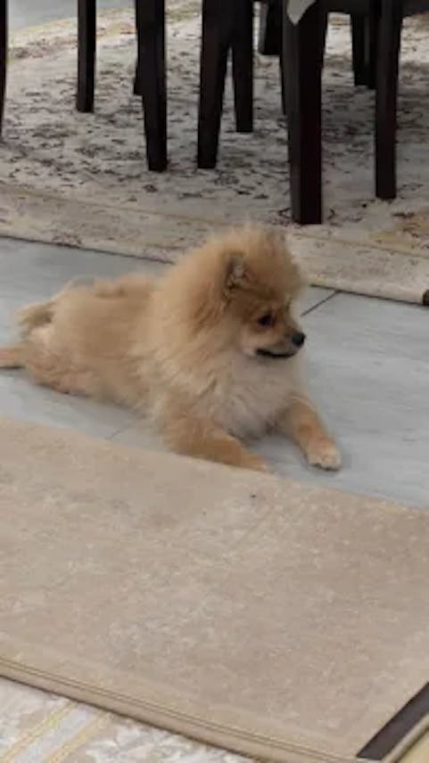 Adorable 5-Month-Old Pomeranian Puppy