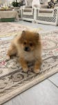 Adorable 5-Month-Old Pomeranian Puppy image