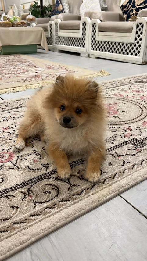 Adorable 5-Month-Old Pomeranian Puppy