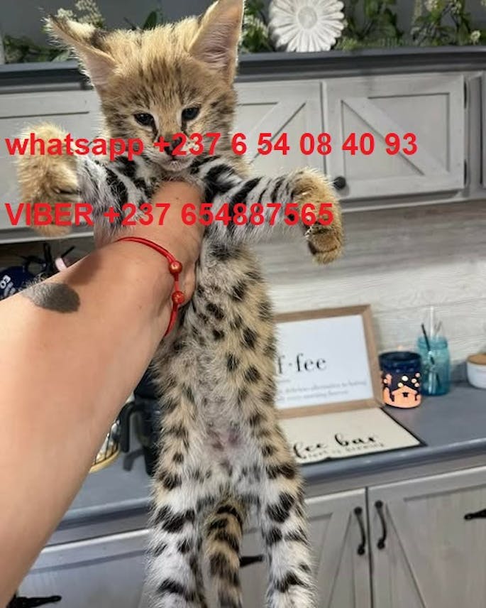 F1 and F2 Savannah kittens are available
