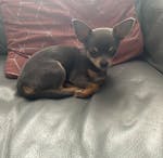 Chihuahua puppy is looking for her future home! image